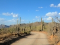 USA 2014 23 Saguaro NP 942