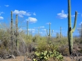 USA 2014 23 Saguaro NP 943