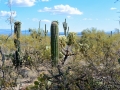 USA 2014 23 Saguaro NP 944