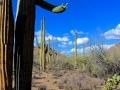 USA 2014 23 Saguaro NP 946