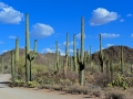 USA 2014 23 Saguaro NP 947