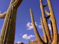 USA 2014 23 Saguaro NP 949