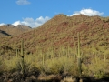 USA 2014 23 Saguaro NP 951