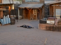 USA 2014 24 Rawhide 973