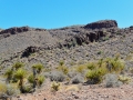 USA 2014 26 Oatman 1026