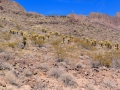 USA 2014 26 Oatman 1030
