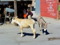 USA 2014 26 Oatman 1044