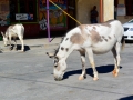 USA 2014 26 Oatman 1045