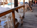 USA 2014 26 Oatman 1047