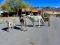 USA 2014 26 Oatman 1054