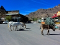 USA 2014 26 Oatman 1055