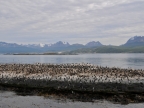 argentinien-2011-0980-beagle-kanal